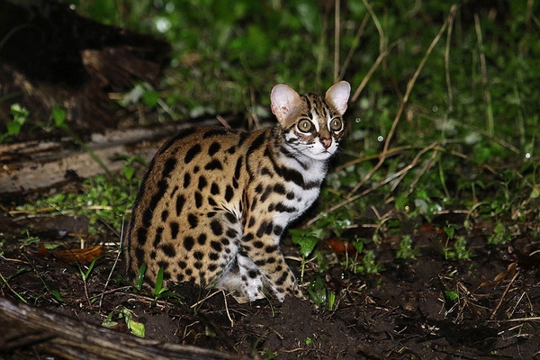 
Còn đây là giống mèo báo sống chủ yếu là Đông - Nam Á.