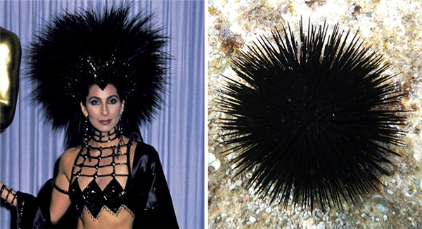 
Nữ danh ca Cher với bộ trang phục không khác gì nhím biển.