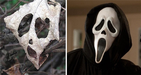 
Vì quá cuồng loạt phim kinh dị Scream, chiếc lá này đã quyết định “biến hình”.
