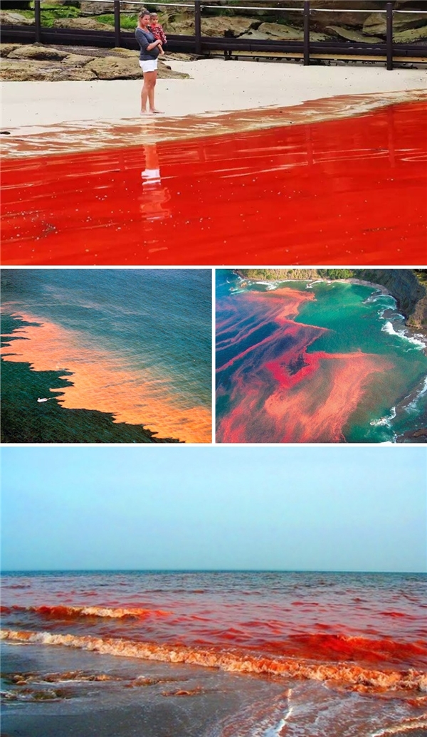
Thủy triều đỏ là do một lượng khổng lồ tảo đỏ li ti gần mặt nước gây ra, tương tự như hiện tượng nước nở hoa.