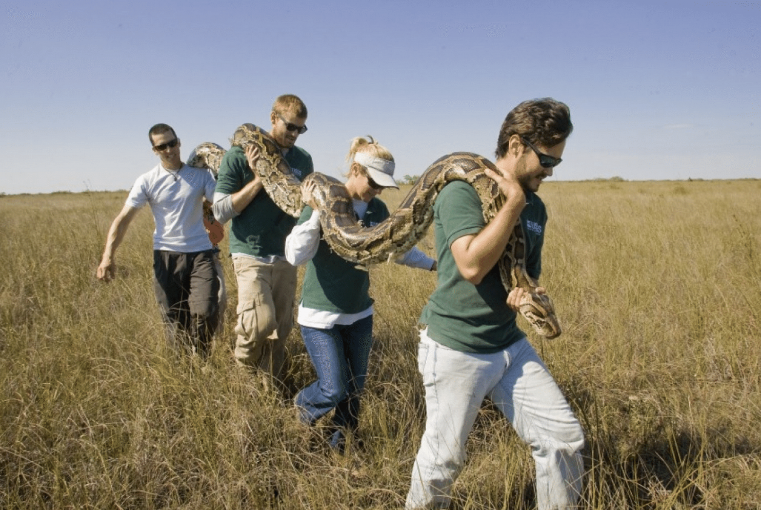 
Nhờ vào chiến dịch Python Challenge mà số lượng loài trăn Miến Điện nguy hiểm đã giảm đáng kể.