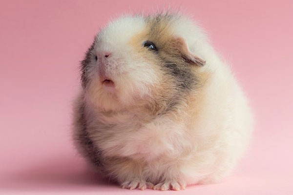 
Chú hamster này cũng bị down, nhưng khuôn mặt của chú bị lớp lông dày che phủ hoàn toàn nên chúng ta không thấy có sự khác biệt nào đáng kể cả.