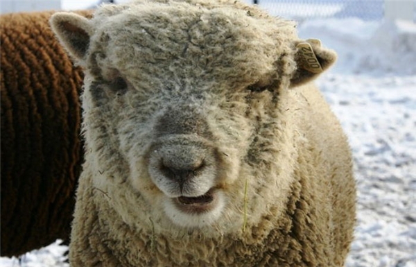 
Dù mắc bệnh down nhưng chú cừu này vẫn rất đáng yêu và hòa đồng.