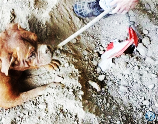 
Sợi dây xích của chú cún bị buộc chặt vào một bao tải cát.