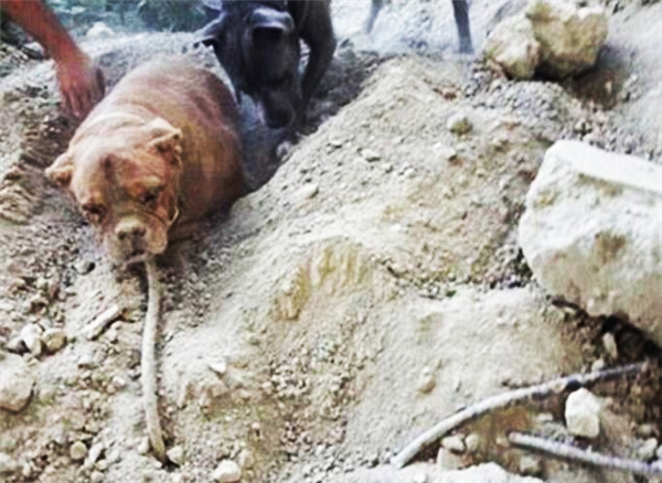 
Chú chó của người giải cứu cũng phụ một chân bới lớp đất đá xung quanh chú cún xấu số.