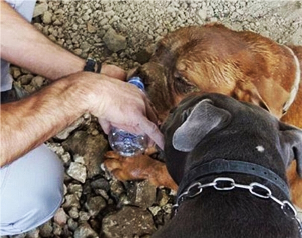 
Chú chó được giải cứu trong tình trạng hoảng loạn và mất nước nghiêm trọng.