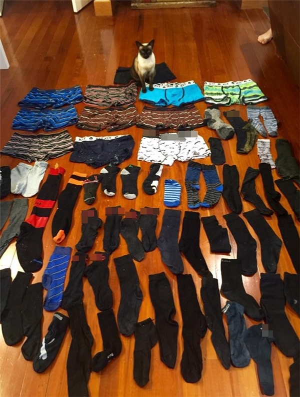 Mèo Tonkinese cũng từng dính án trộm cắp đồ lót.