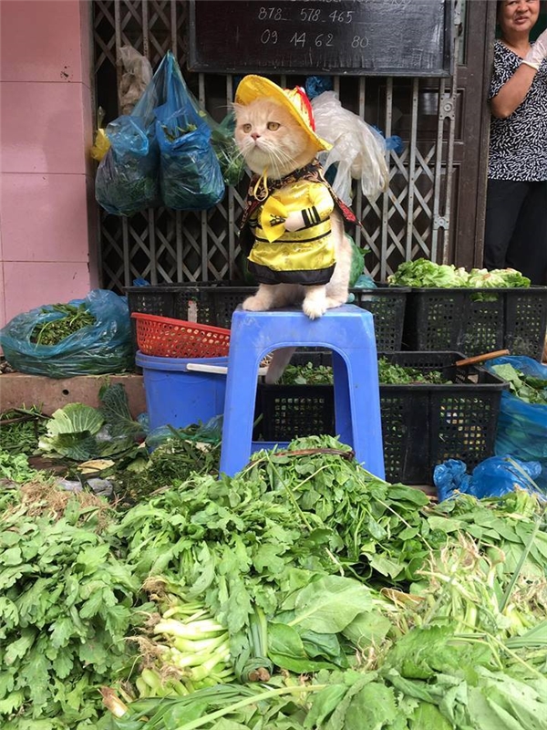 Chú mèo hóa hoàng thượng bán thịt, rau “cute phô mai que” nhất là đây