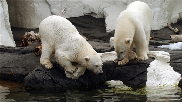 
Đôi bạn thân đã ở bên nhau suốt 20 năm, là một quãng thời gian rất dài đối với vòng đời tương đối ngắn ngủi (18 năm ngoài hoang dã và 20-30 năm trong điều kiện nuôi nhốt) của gấu Bắc cực.