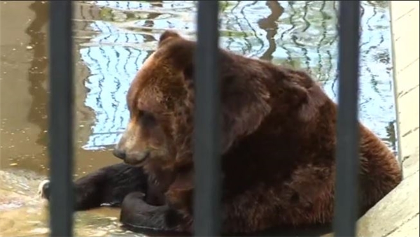 Gấu cắn đứt và ăn trọn cánh tay bé trai 9 tuổi tại vườn thú
