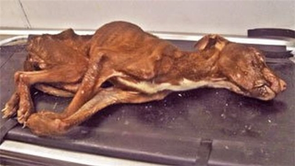 
Được phát hiện ngay trước khi bị đưa vào máy nghiền rác, chú cún đáng thương này đã ngay lập tức được các nhân viên giải cứu động vật đưa đi điều trị và chăm sóc.