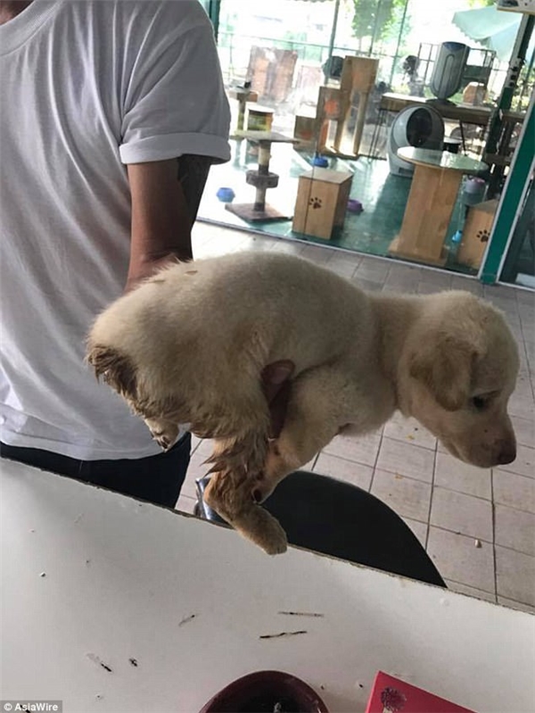 Cún con Golden đáng thương bị chặt cụt đuôi và vứt ngoài đường