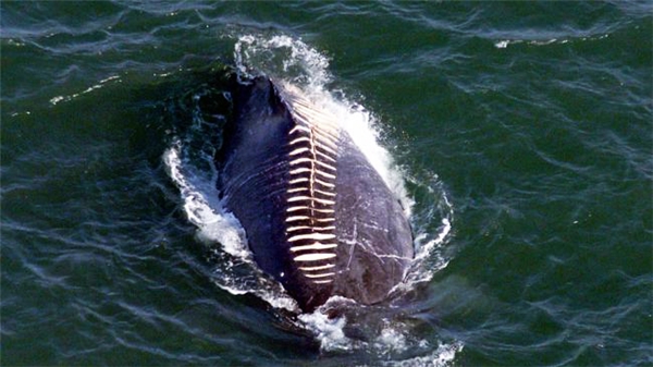 
Đến những chú cá voi, động vật to nhất thế giới vẫn phải chịu những đau đớn do con người gây ra.