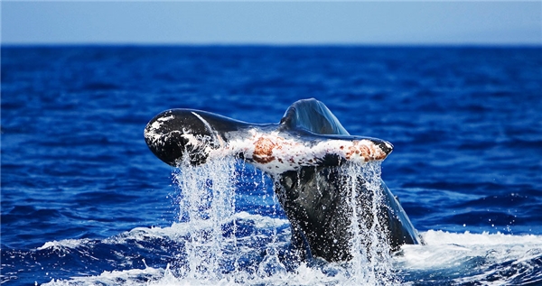 
Phần đuôi bị cắt cụt của một chú cá voi khi chạm trán với chân vịt của một chiếc thuyền.