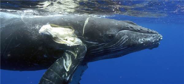 
Dù to lớn nhất, nhưng những chú cá voi này vẫn phại chịu thua trước "sức mạnh chinh phục đại dương" của con người!