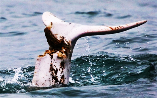 
Chú cá heo vô cùng xấu số này đã chạm trán với đuôi của một chiếc tàu và rồi phải mất đi mạng sống của mình do vết thương quá sâu.