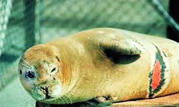 
Và ngay cả những chú sư tử biển vừa sống dưới nước vừa sống trên bờ cũng phải chịu chung số phận với các loài sinh vật khác.