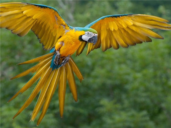 Con chim giả - chim vẹt giả nhiều màu 12cm x 3cm | Shopee Việt Nam