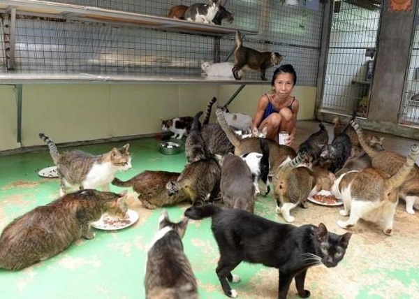 
Lily Low cùng đán mèo 150 con của mình