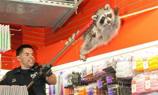 
Chẳng biết vô tình hay cố ý mà chú gấu mèo này lại nằm gọn trong tay anh cảnh sát này chỉ bằng một cây gậy.