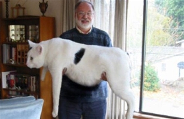 
Mèo khổng lồ thực chất là sản phẩm photoshop.