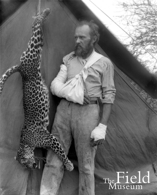 
Năm 1896, Carl Akeley bị một con báo đốm tấn công, tuy nhiên anh đã hạ nó bằng tay không! Trong lúc tuyệt vọng con người có thể làm những điều không tưởng. Và rồi, Carl đã treo bộ da báo lên như một chiến tích