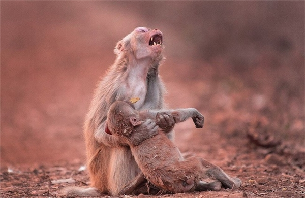 Đây chắc chắn là những hình ảnh đầy cảm xúc khi khỉ mẹ ôm con gào khóc. Sự chăm sóc và yêu thương của mẹ luôn ấm áp và đầy tình cảm.