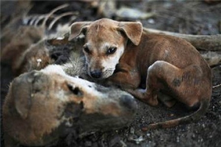 Chú chó nhỏ tội nghiệp ngồi cạnh xác mẹ với vẻ mặt đau buồn sau khi chó mẹ chết sau vụ bạo động.