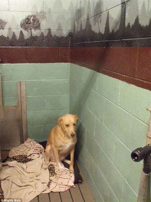 Cô chó buồn nhất thế giới có nguy cơ bị giết vừa được nhận nuôi lần 3