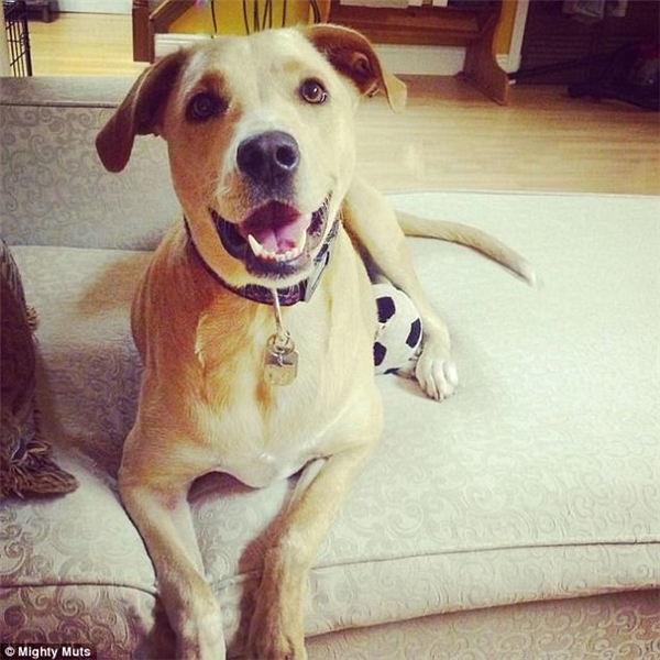 Cô chó buồn nhất thế giới có nguy cơ bị giết vừa được nhận nuôi lần 3