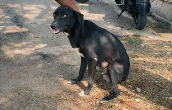 Ammu là một con chó hoang tự mình kiếm thức ăn thừa để duy trì sự sống.