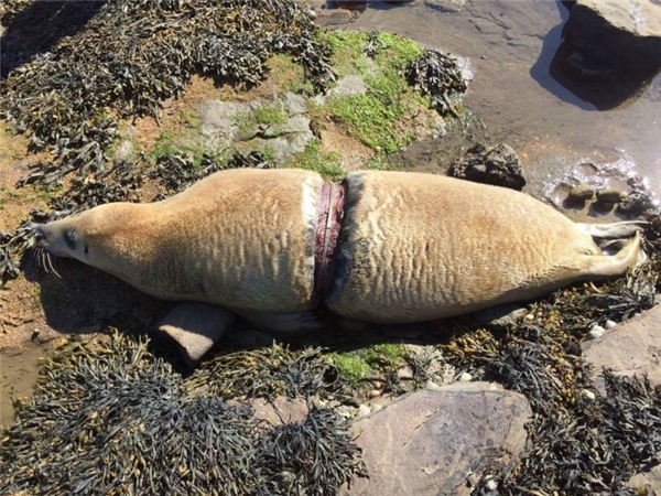
Vết thương lớn do dây nilon gây ra trên cơ thể hải cẩu  .