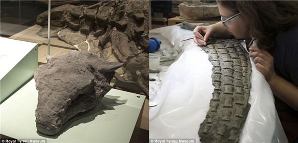 
Phải mất đến 7000 giờ đồng hồ miệt mài "sửa soạn", các nhà nghiên cứu mới có thể mang mẫu hóa thạch đi nghiên cứu và trưng bày.