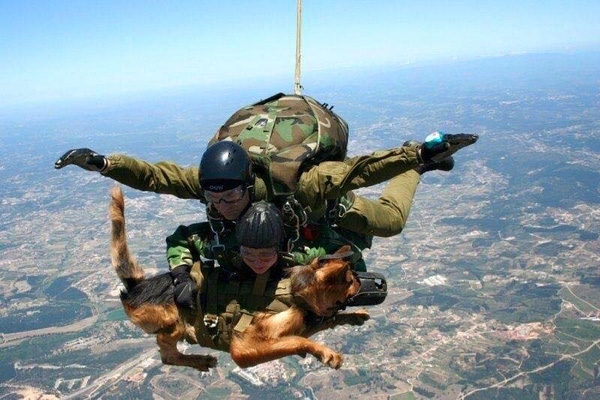 
Những chú chó nghiệp vụ được huấn luyện hết sức khắt khe và kỹ lưỡng không khác gì một chiến sĩ thật sự. Từ trên không...