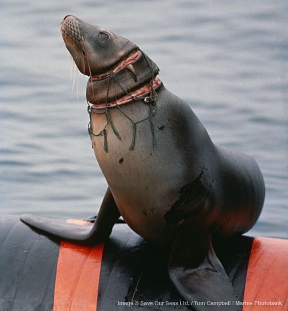Đau đớn cảnh tượng hải cẩu bị dây nilon siết đến rách da mà chết