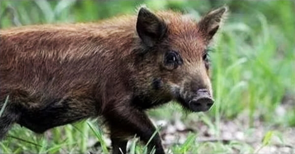 
Chú lợn này đã được tìm thấy trong tình trạng say xỉn sau khi nốc hết 8 chai bia ăn cắp từ những người đi cắm trại.