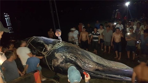 
Cá voi khổng lồ nặng trên 15 tấn được ngư dân phát hiện và đưa vào bờ vào chiều tối qua.