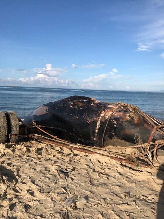 Cá voi nặng hơn 15 tấn dạt vào biển Mũi Né