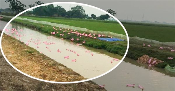 
Bức ảnh được cho là chụp "đàn hồng hạc" xuất hiện tại Việt Nam gây sốt cộng đồng mạng.