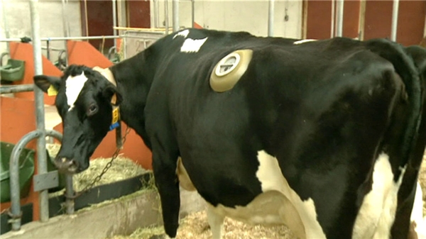 
Tránh vi khuẩn xâm nhập vào cơ thể con bò, người ta đã thiết kế những chiếc nắp đậy chuyên biệt. (Ảnh: Internet)