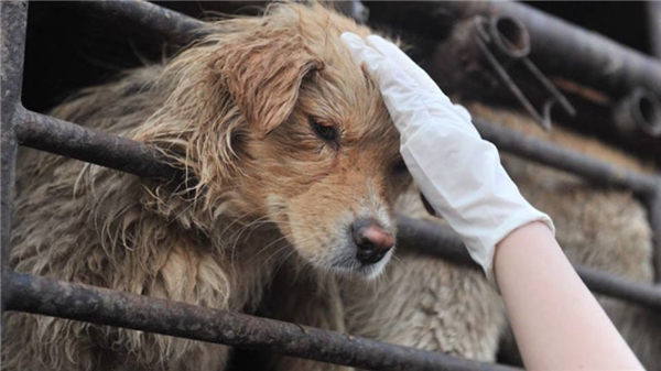 
Trung Quốc vừa ban hành lệnh cấm buôn bán thịt chó vào thời điểm diễn ra lễ hội thịt chó.
