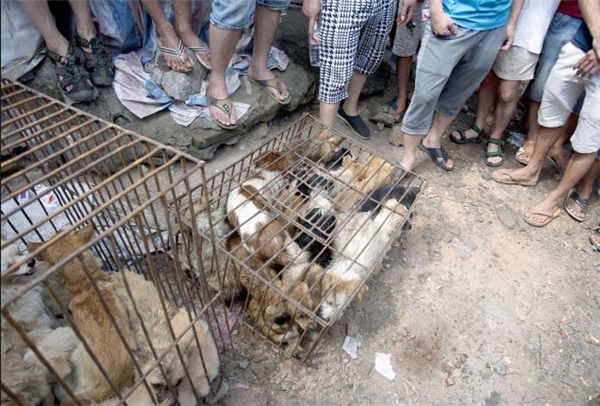 Cuối cùng thì thịt chó cũng bị cấm buôn bán tại Lễ hội Ngọc Lâm