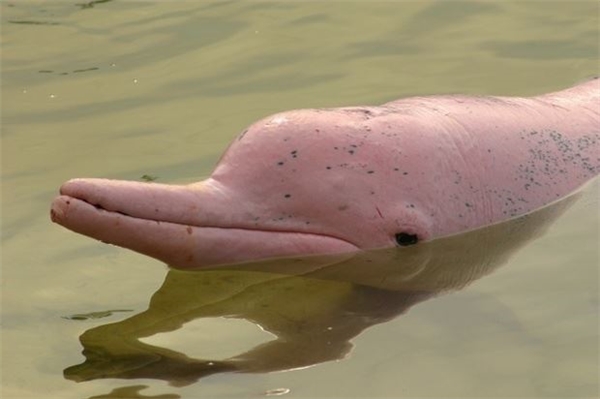 Đây là một chú cá heo dễ thương màu hồng.