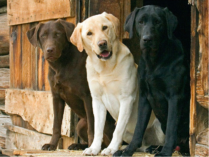 
Bây giờ, ba chú cún yêu ngày nào đã trở thành "ba chú ngụ lâm" to lớn, cùng nhau tiếp tục những chuyến phiêu lưu nhé! (Ảnh: Reddit)