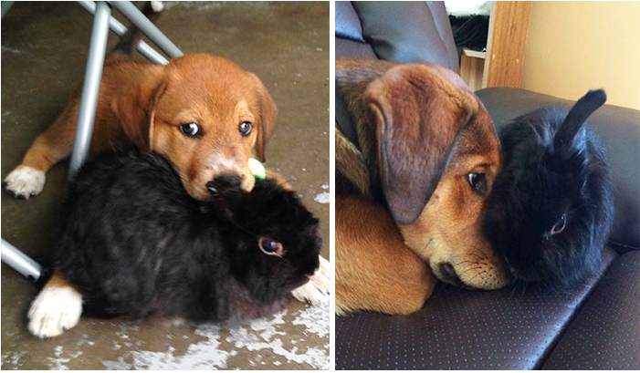 
Khi chú chó con này lần đầu gặp người bạn thỏ của mình, nó tỏ ra rất muốn che chở cho cô bạn. Bây giờ, hình sự sự ân cần đó vẫn còn nguyên vẹn. (Ảnh: Instagram)
