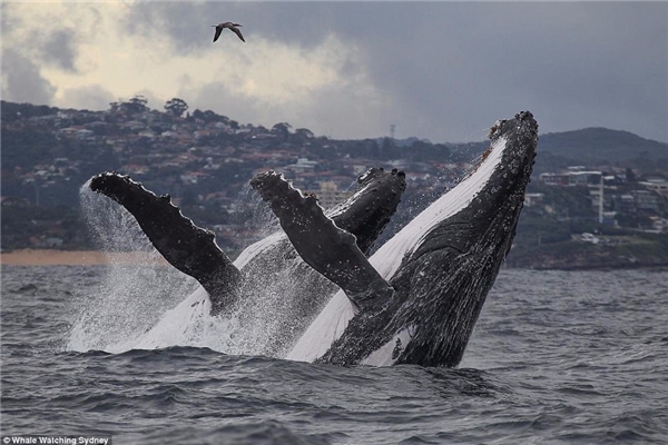 
Cảnh đôi cá voi lưng gù vươn mình khỏi mặt nước gây choáng ngợp người xem.