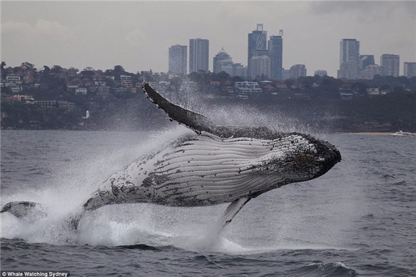 
Cá voi thực hiện động tác uốn lượn với khung cảnh thành phố Sydney đằng xa.