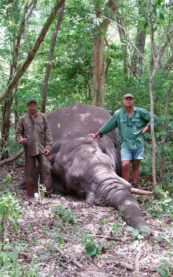 Hung thần của các loài thú bị voi đè chết trong khi đi săn