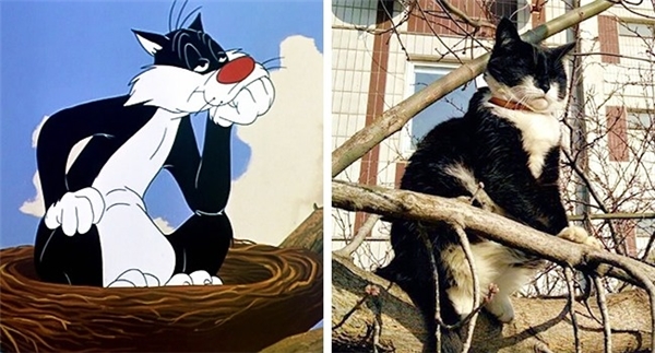 
Sylvester (The Looney Tunes Show), cậu làm gì trên đó mãi thế?