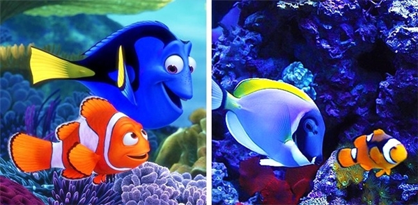 
Hy vọng cặp đôi Marlin và Dory (phim Finding Nemo) này không phải đang đi tìm chú Nemo thất lạc nào cả.